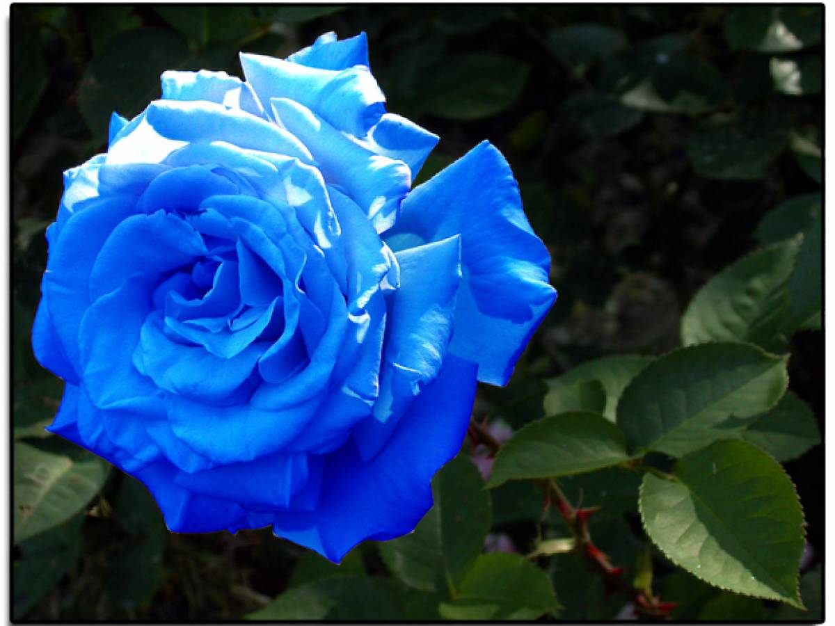 Ecco la rosa blu, l'ogm romantico 