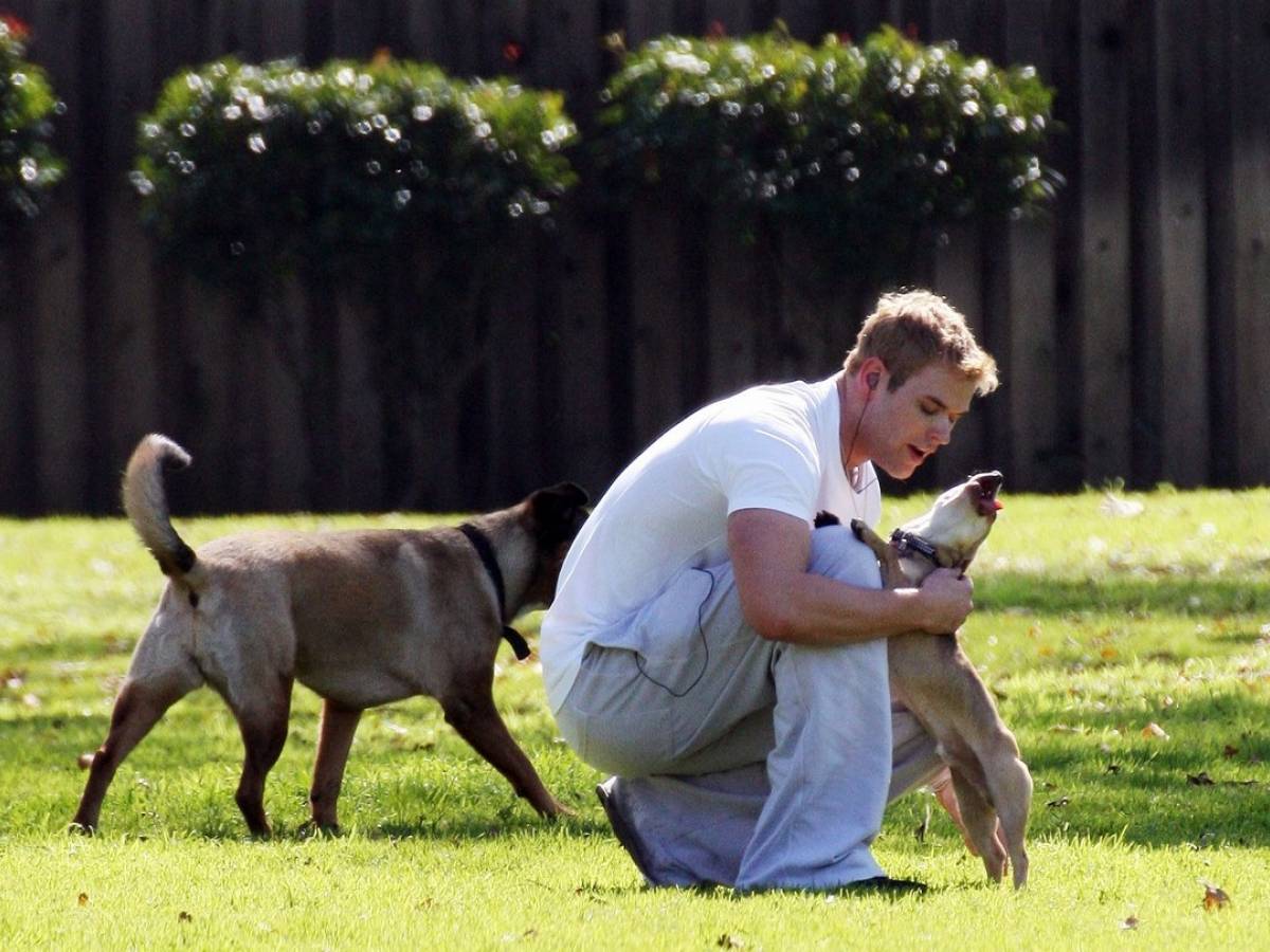 Multa per chi non raccoglie i bisogni del cane: cosa si rischia