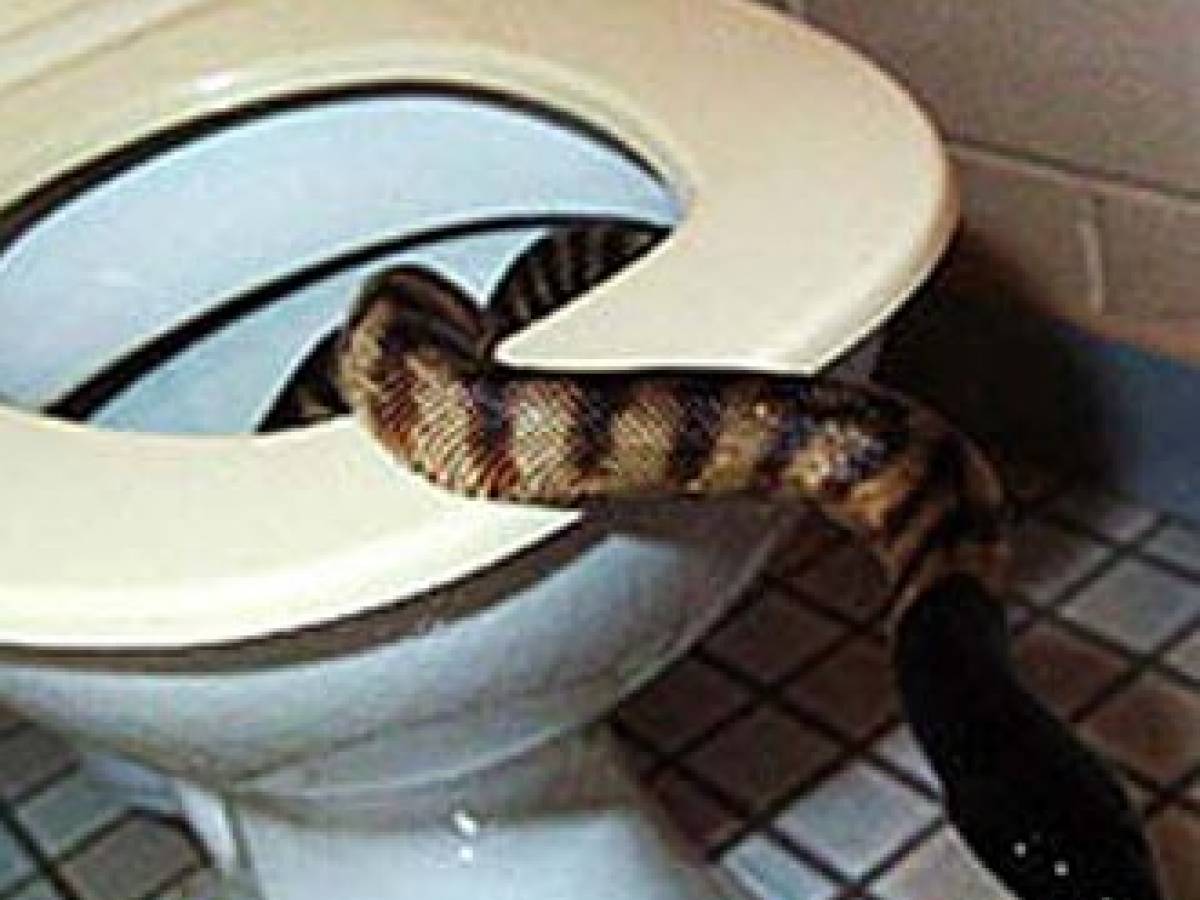 Milano, un incubo diventà realtà un pitone esce dal water, è salvo