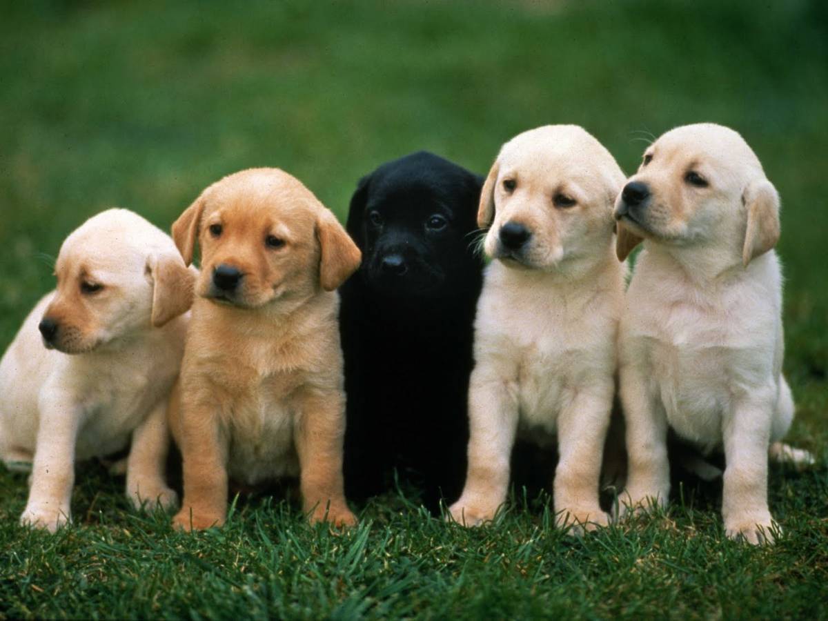 Basta chirurgia estetica per i cani in passerella - ilGiornale.it