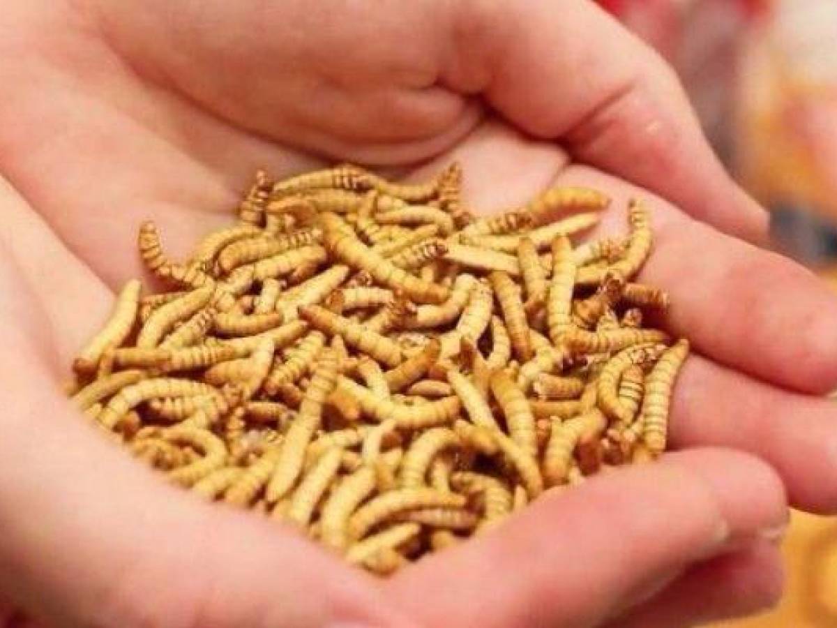 Toscana Orrore A Scuola Insetti Nel Pane A Mensa IlGiornale it