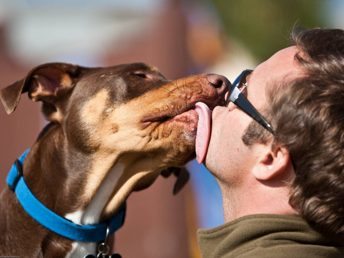 Si riprende mentre fa sesso con un cucciolo, ma invia tutto ​alla fidanzata  - il Giornale