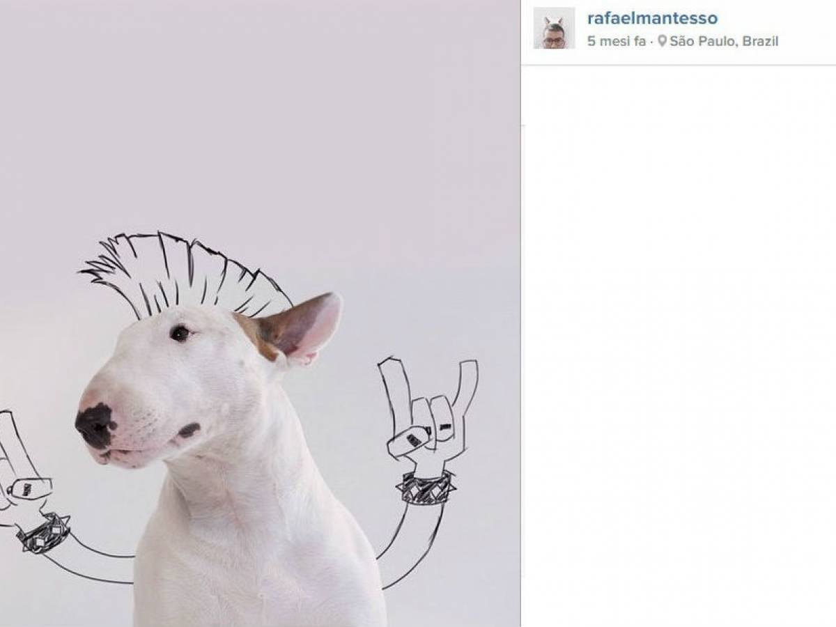 Bull Terrier, Cane, Razza, Cane proprietario, Comico' Tazza