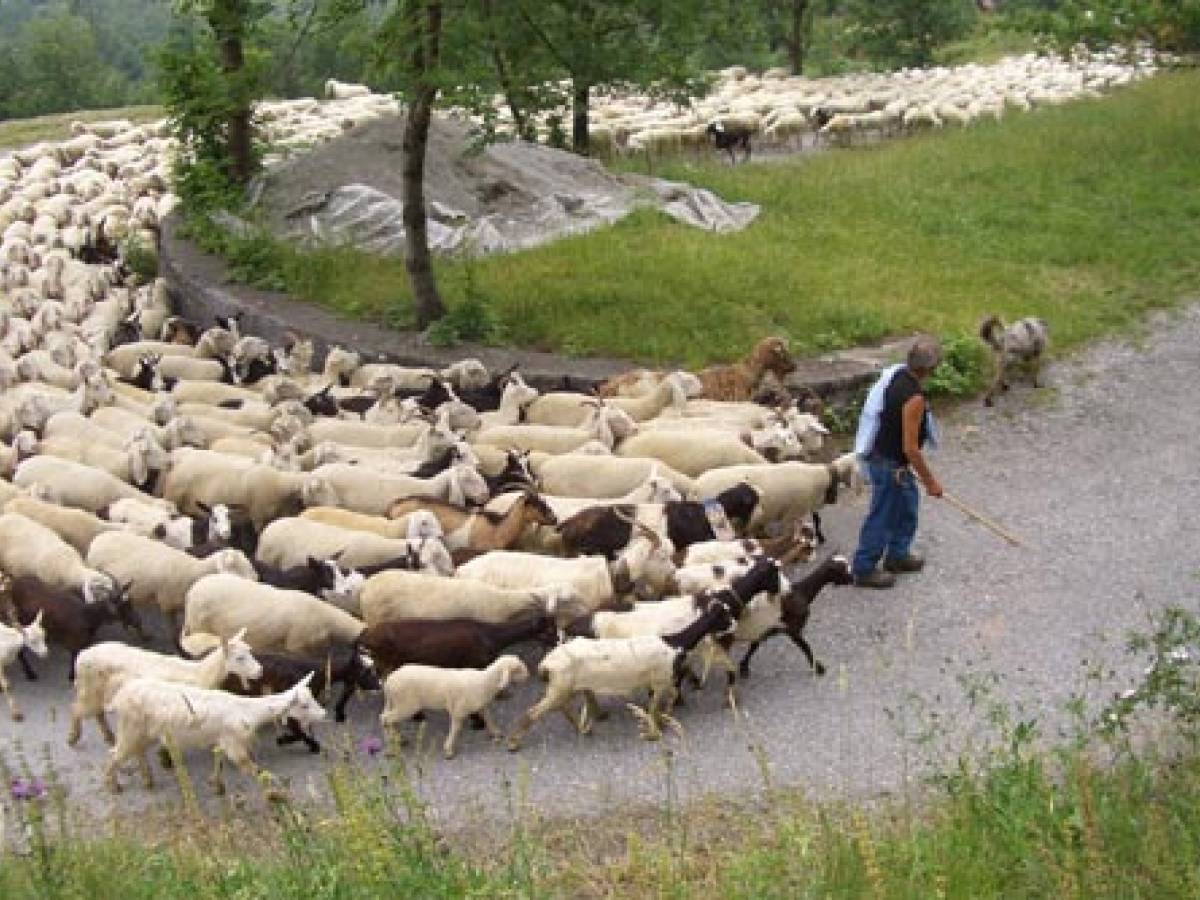 Il Comune assume un gregge di pecore: "Taglieranno l'erba" - ilGiornale.it