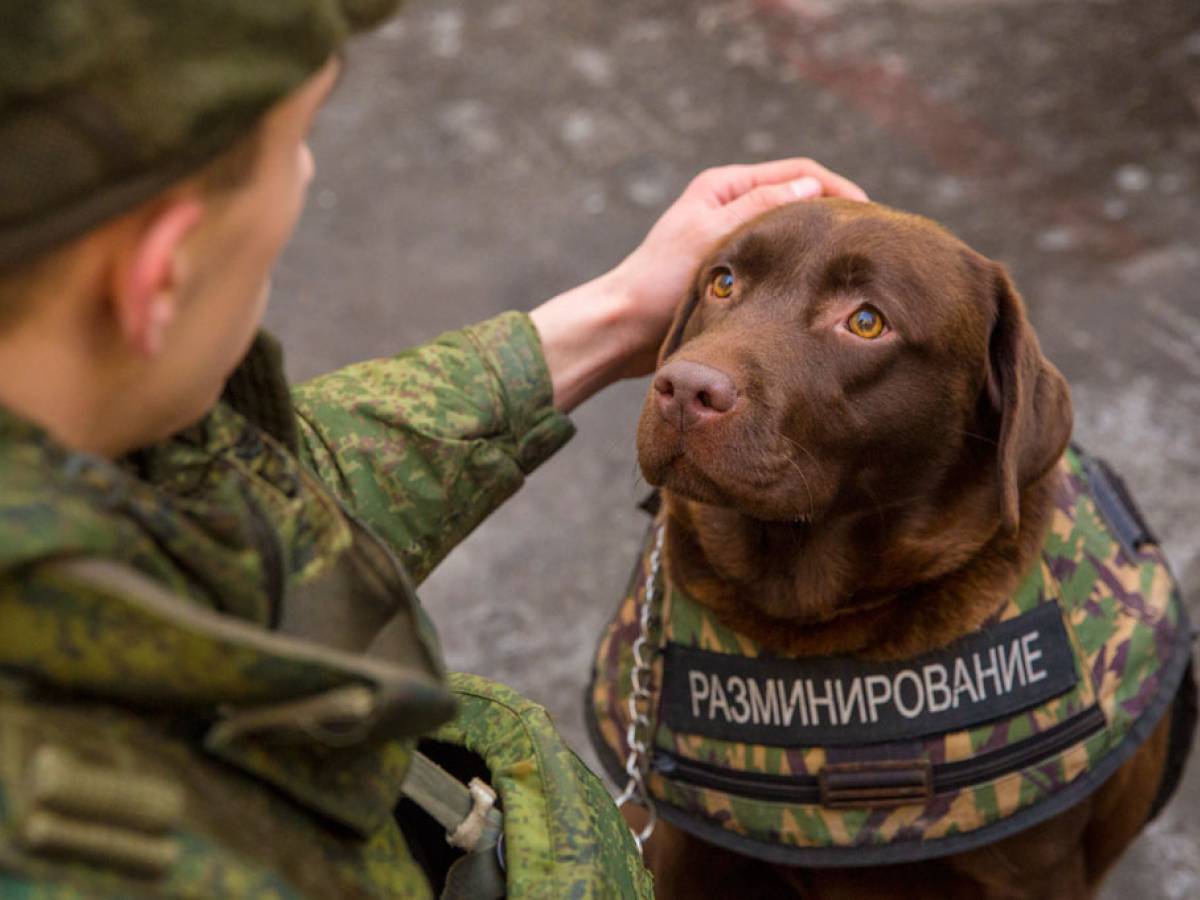 Bambino di 9 anni raccoglie quasi 90 mila dollari per comprare giubbotti  antiproiettile per i cani poliziotto - La Stampa