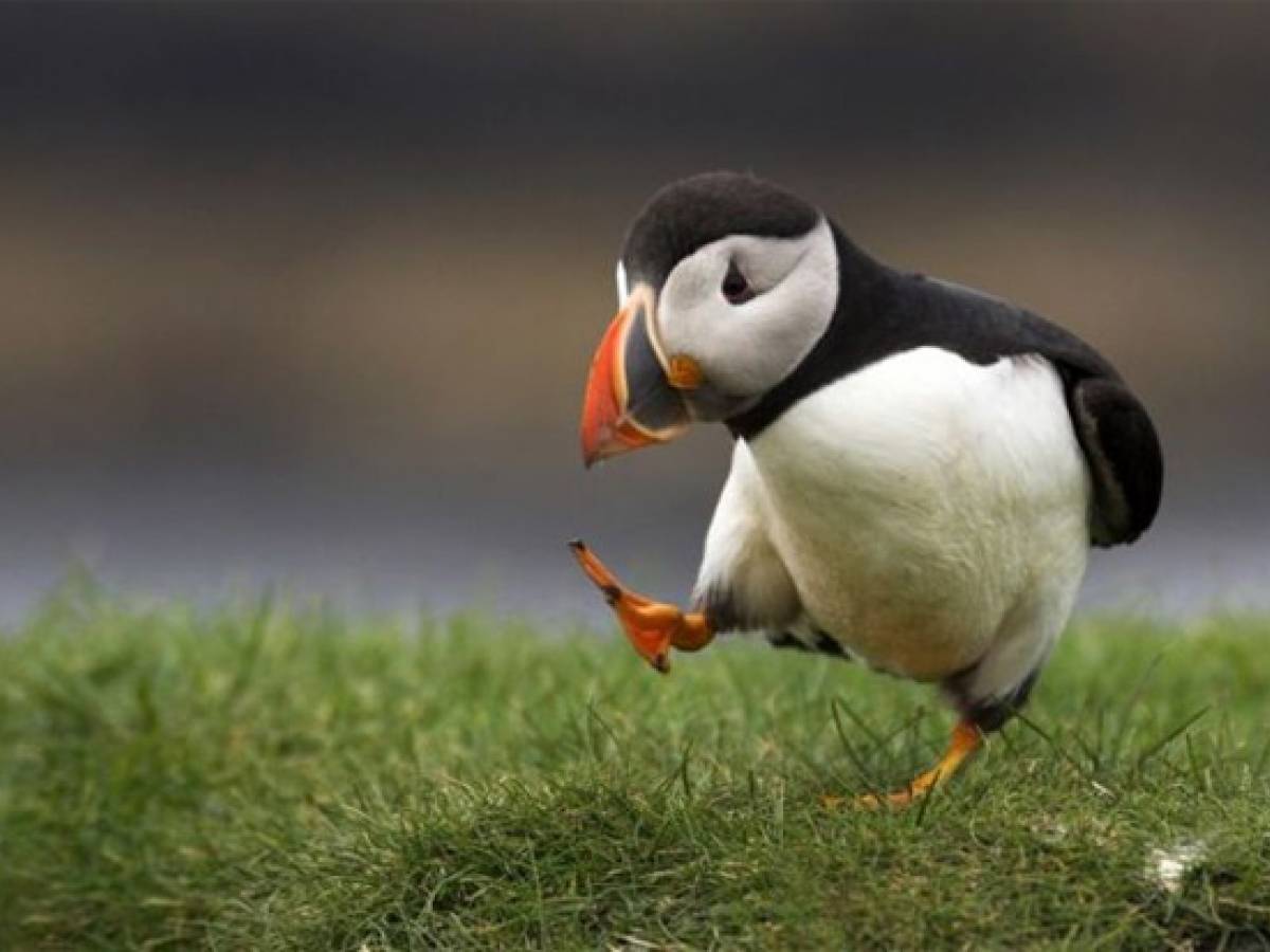 Тупик милый