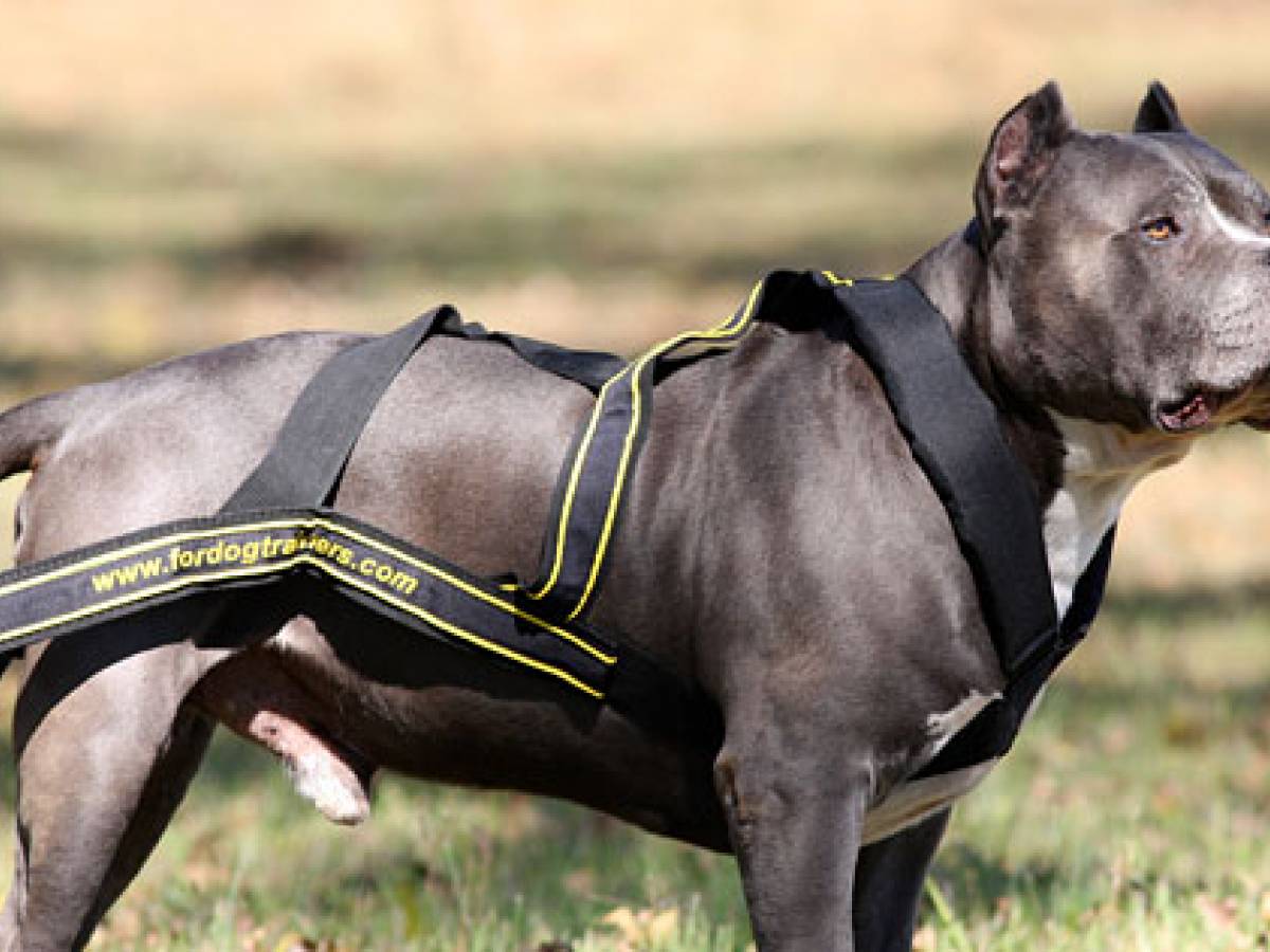 Ragazza fa sesso con il suo pitbull e riprende tutto col il telefonino - il  Giornale