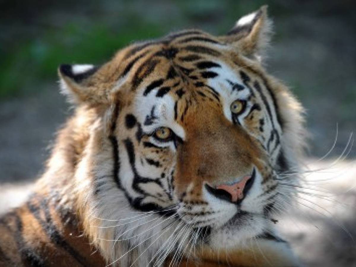 Morte e contrabbando al santuario delle tigri trasferiti tutti gli