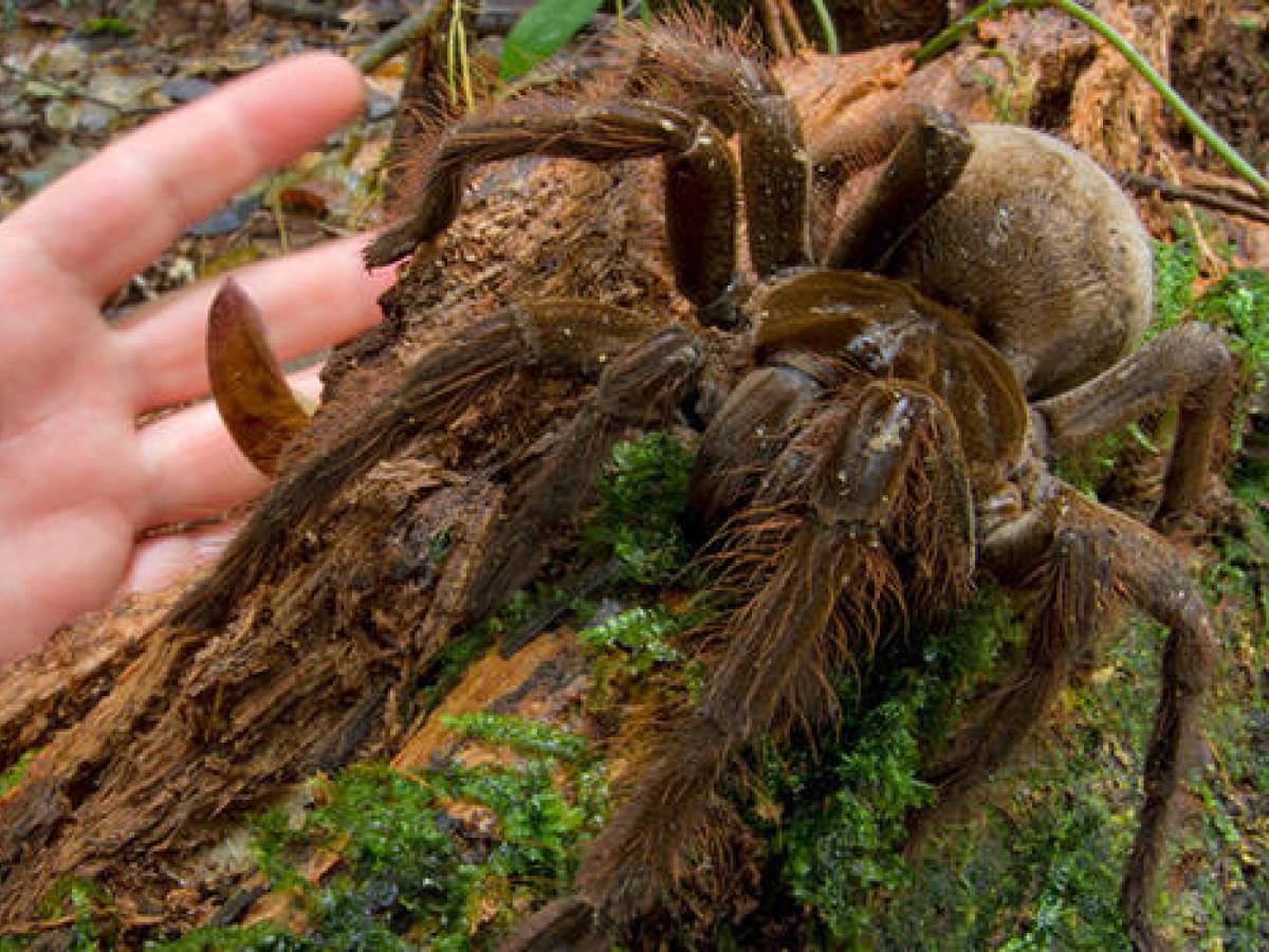 Enorme ragno brasiliano trovato nel bosco in Italia ilGiornale.it Enorme ragno brasiliano trovato nel bosco in Italia ilGiornale.it