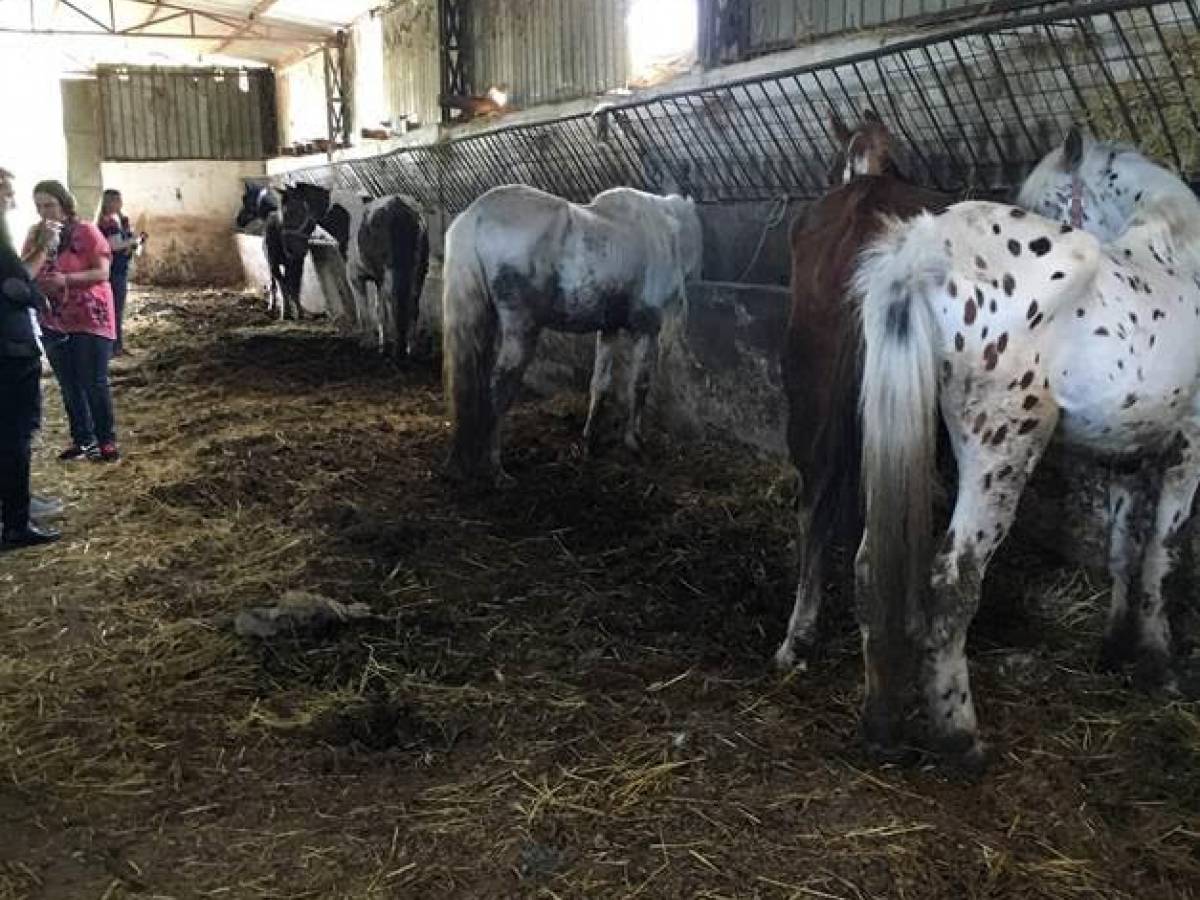 Agropoli Un Intervento Subito Per Quegli Animali Abbandonati 
