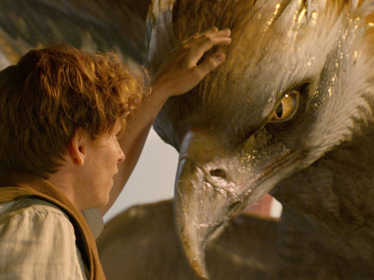 Animali Fantastici Cosa C'entra Con Harry Potter