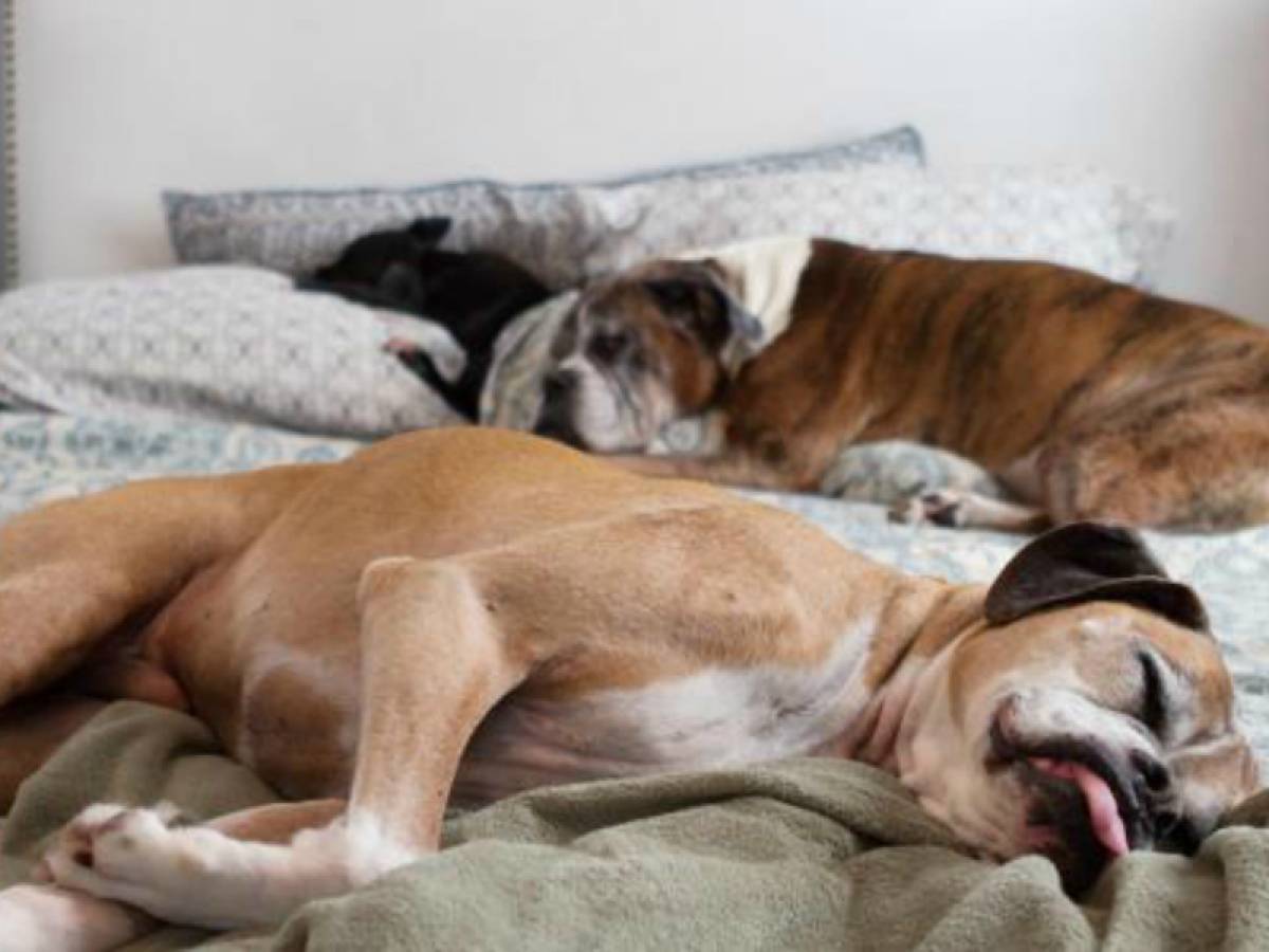 Пес спал в прихожей и охотно. Кровать для собаки. Собака в постели.