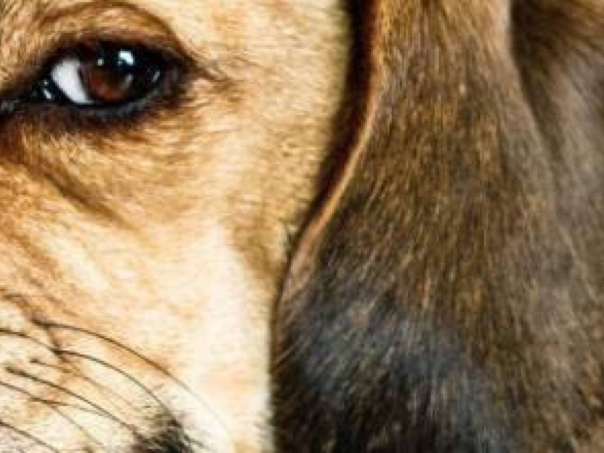 Vicini Che Rompono Per Il Cane
