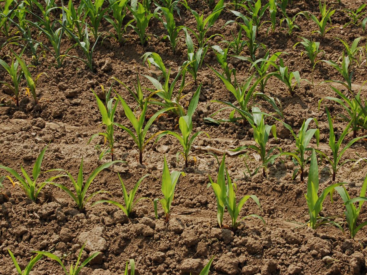 Il mais Ogm non fa male. La ricerca italiana rivoluziona l ...