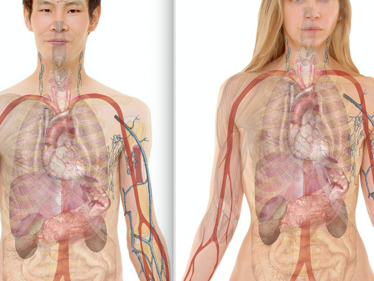 Где находятся женщины фото. Как выглядит человек внутри себя. Где находятся женщины фото. Как выглядит человек внутри себя.