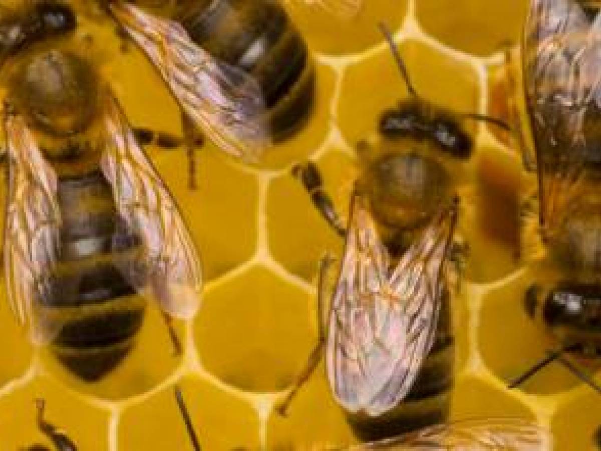Quei pesticidi che salvano gli ulivi e uccidono le api