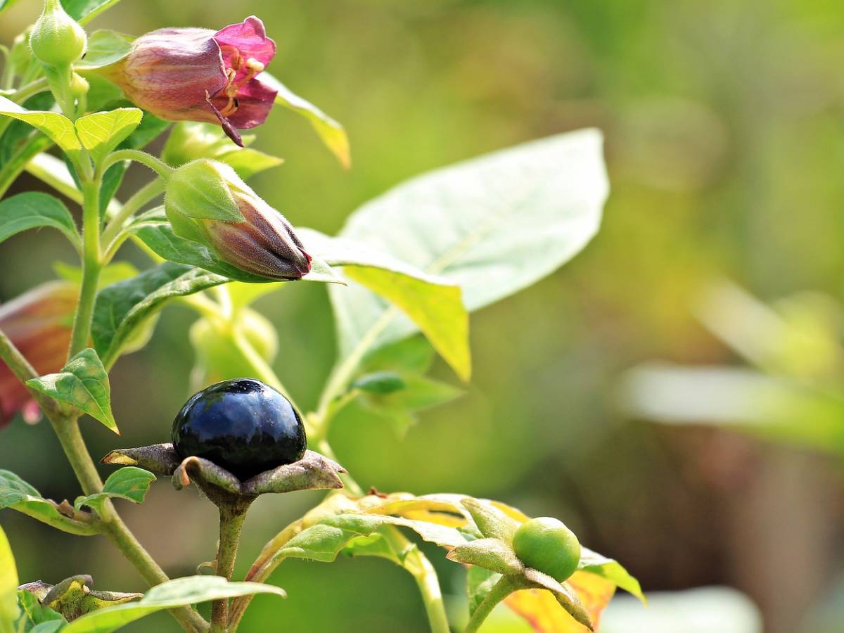 houseplants-not-poisonous-to-cats-back-gardener