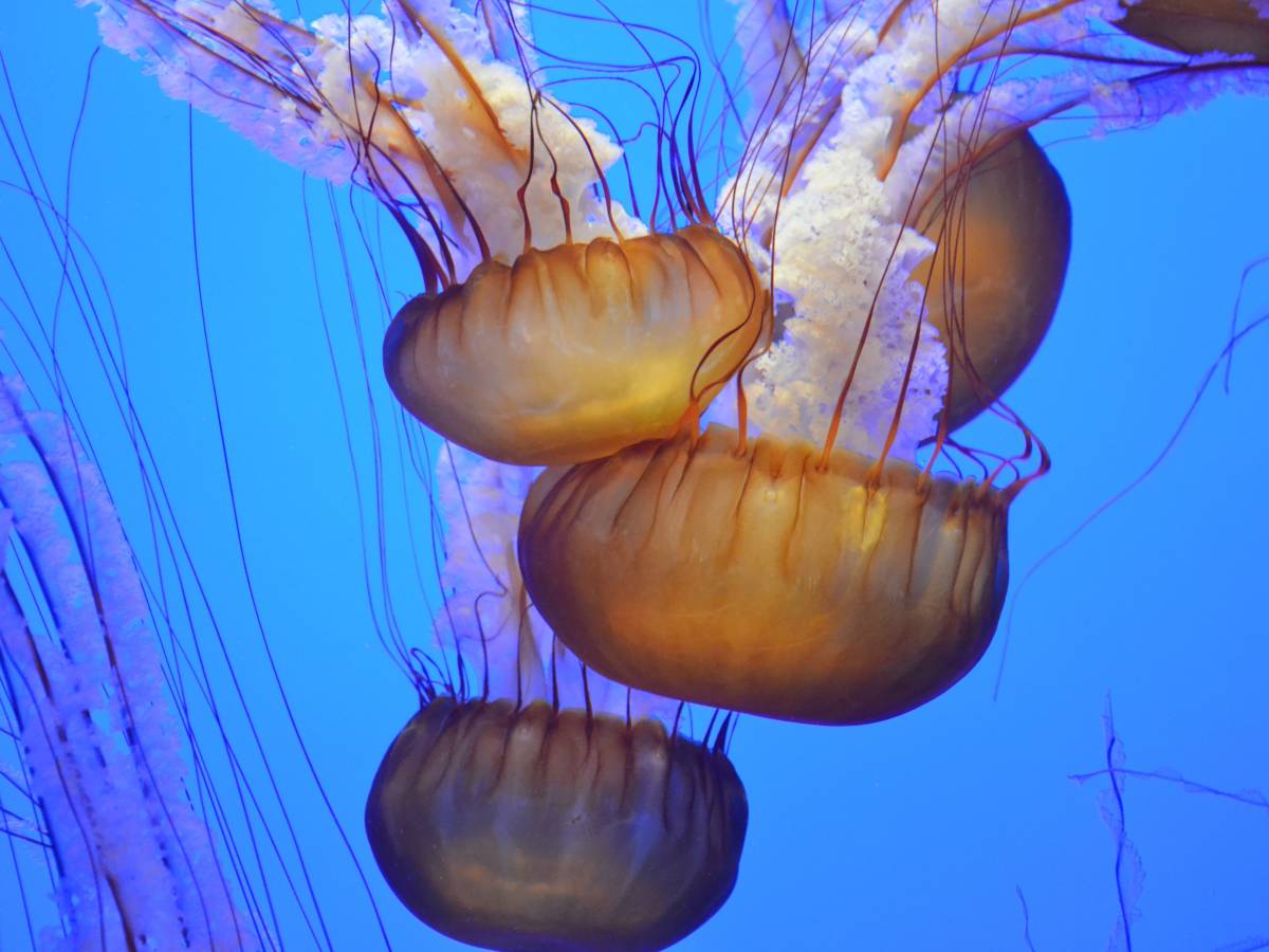 Allarme meduse nei mari italiani: ecco le 3 specie da cui stare alla larga quest’estate Allarme meduse nei mari italiani: ecco le 3 specie da cui stare alla larga quest’estate