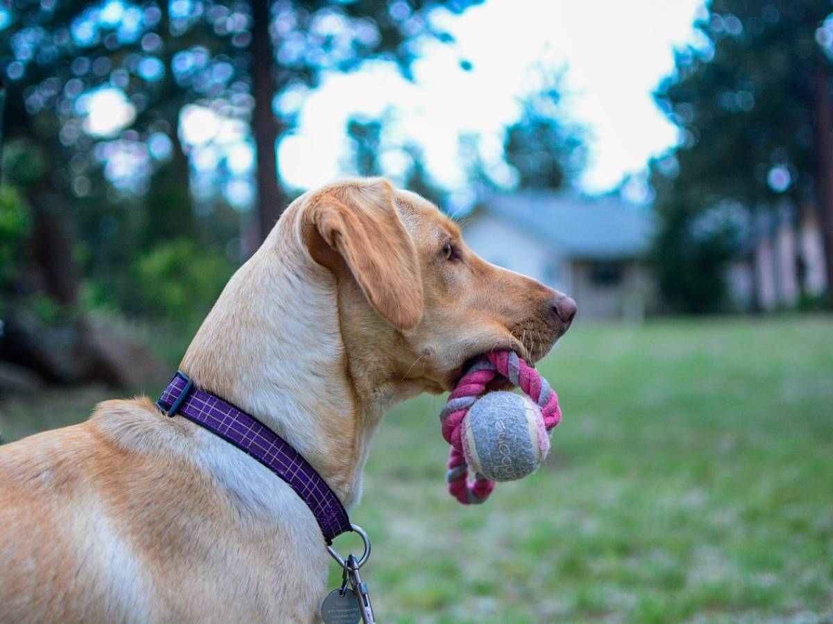 Il cane del vicino abbaia? Accoltellato il padrone ilGiornale.it