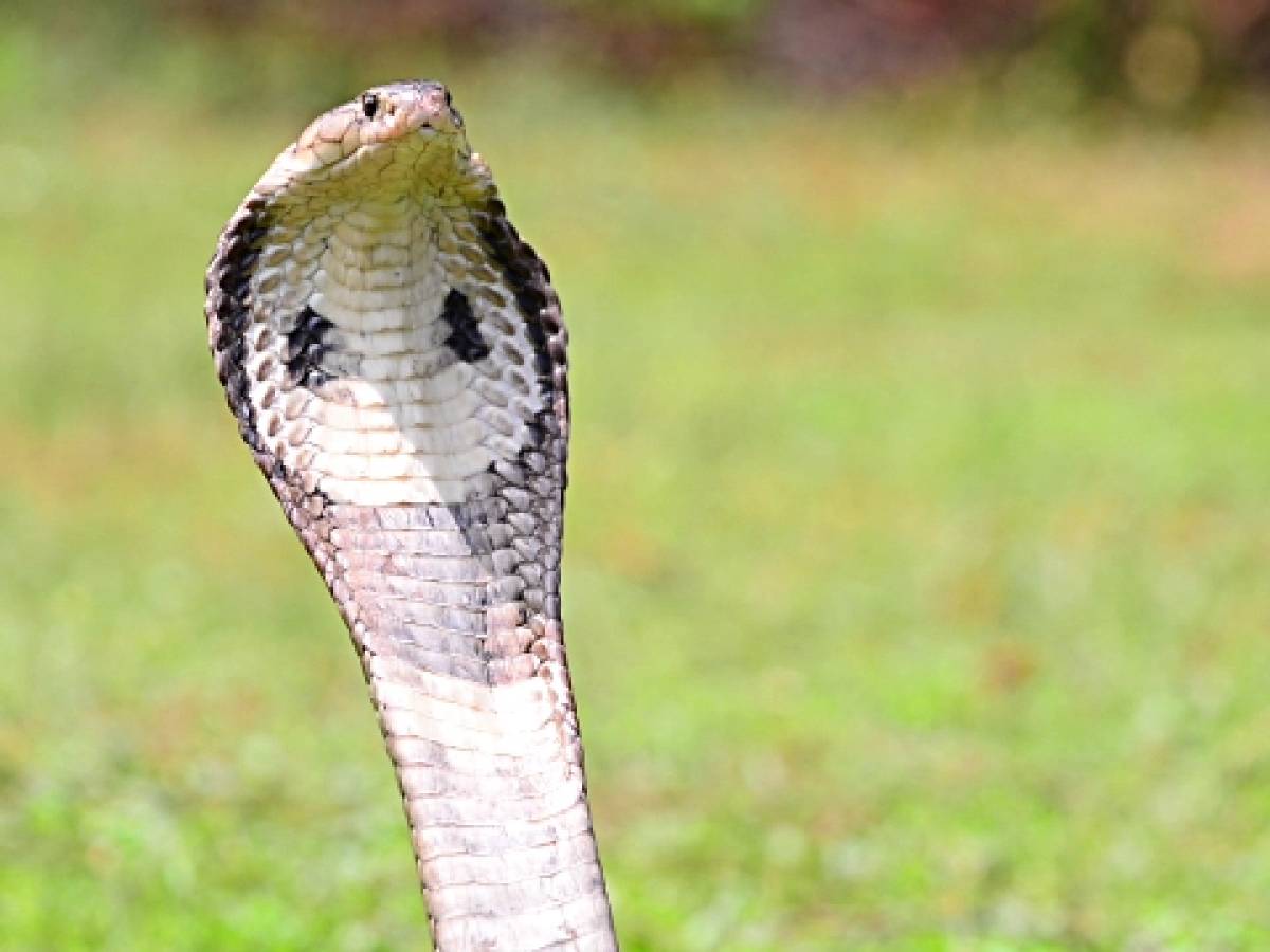 Cobra reale morde padrone mentre lo nutre, la corsa in ospedale ilGiornale.it Cobra reale morde padrone mentre lo nutre, la corsa in ospedale ilGiornale.it