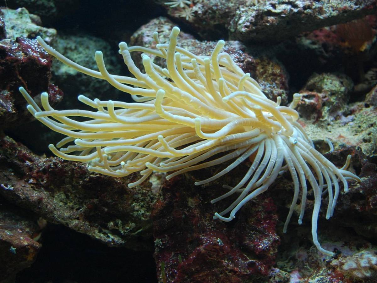 Attinia o anemone di mare
