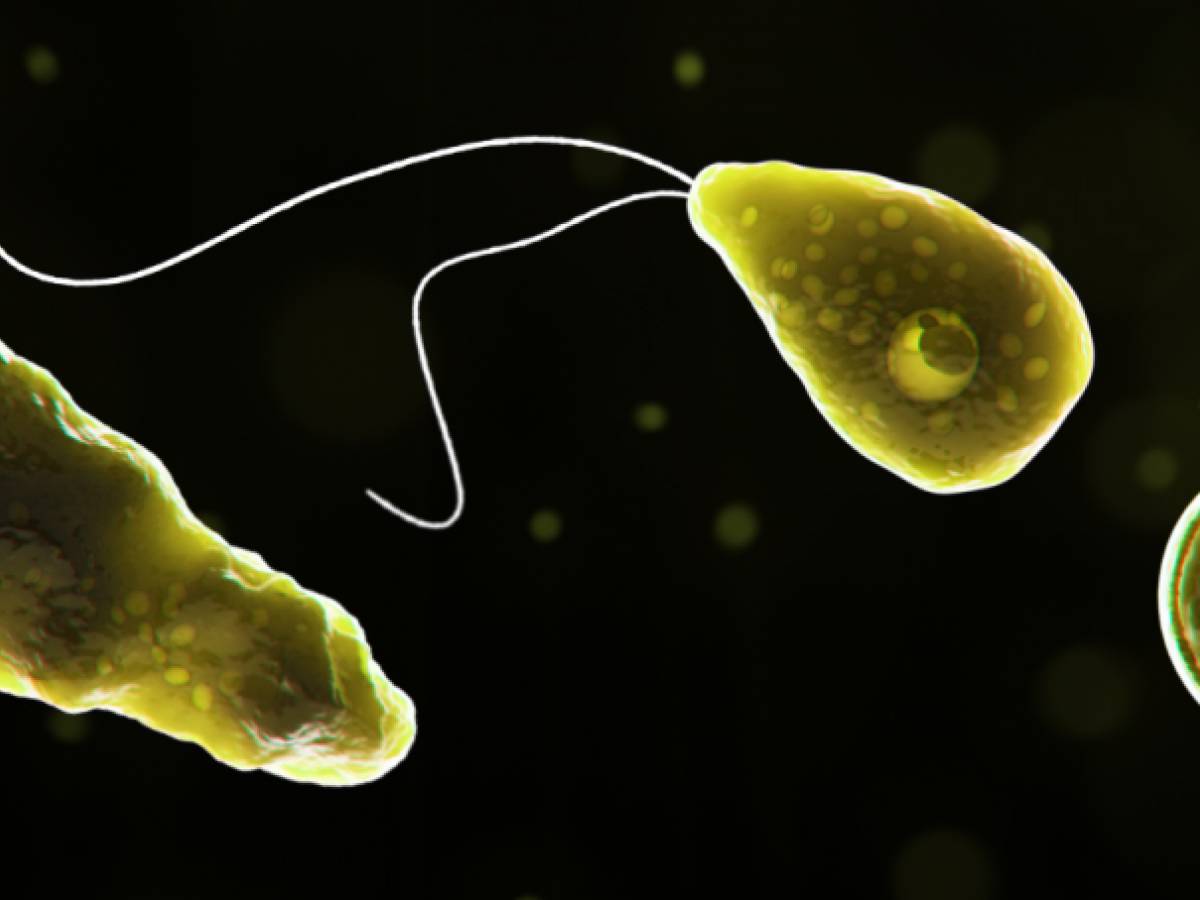 L ameba Mangia Il Cervello Del 13enne Cos Un Tuffo Nel Lago Pu l-ameba-mangia-il-cervello-del-13enne-cos-un-tuffo-nel-lago-pu