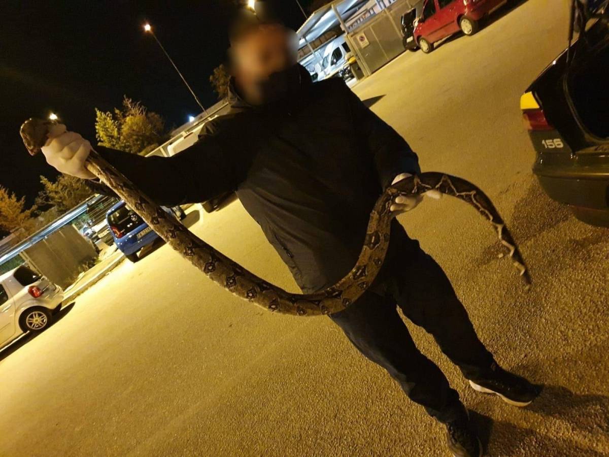 un pitone di quasi 2 metri il giallo a foggia ilgiornale it