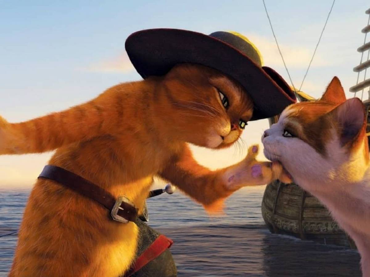 ¿El gato del zapato?  No estuvo a la altura de las expectativas. ¿El gato del zapato?  No estuvo a la altura de las expectativas.