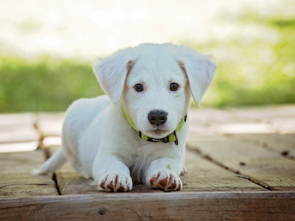 Se la bestemmia offende il cane e non Dio - il Giornale