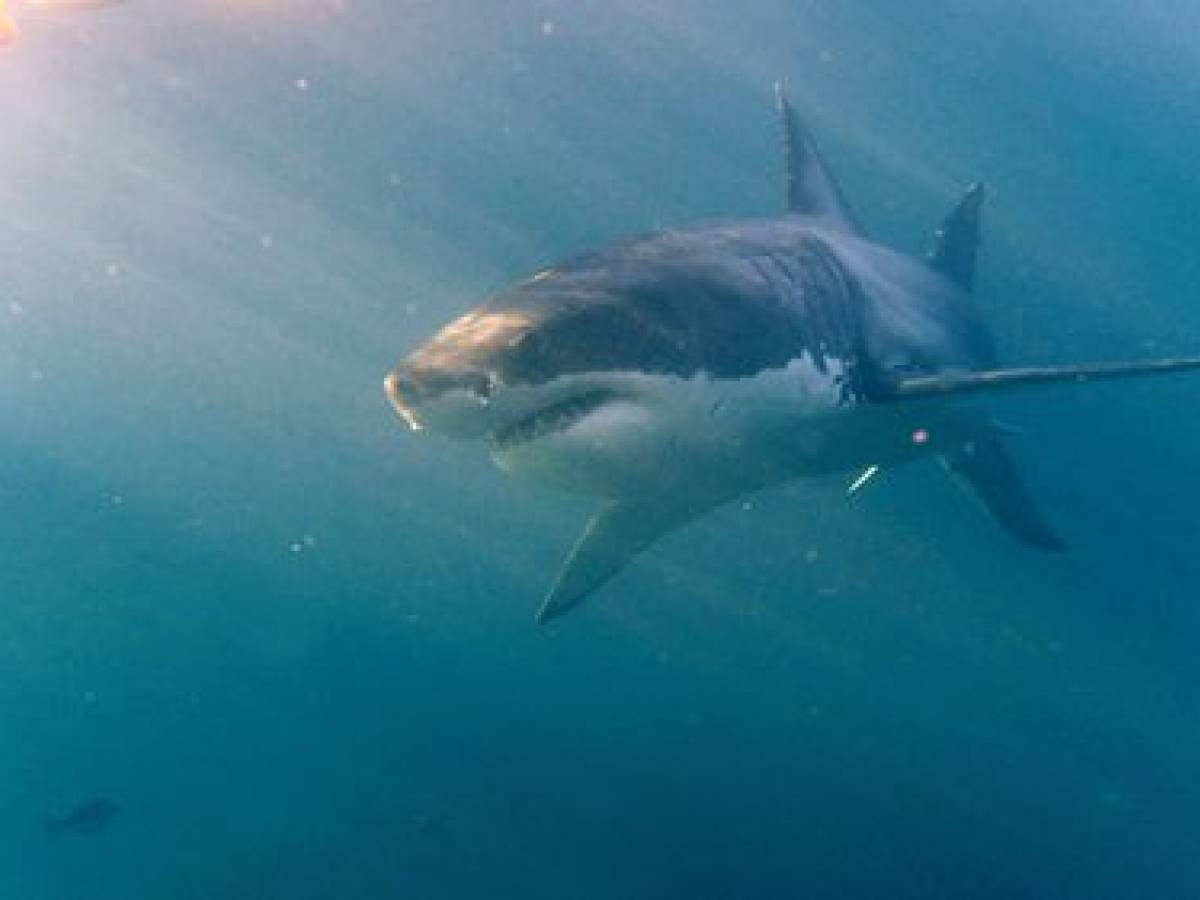 Sub fatto a pezzi da uno squalo di quattro metri ilGiornale.it