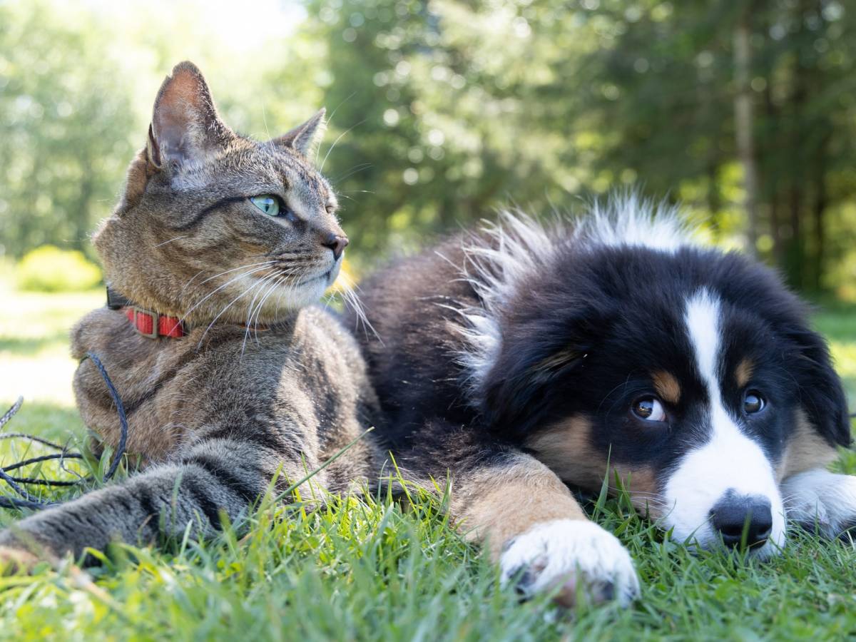 le vacanze con cani e gatti valgono 95 miliardi 165 milioni i pet figli delle famiglie da Ilgiornale.it le vacanze con cani e gatti valgono 95 miliardi 165 milioni i pet figli delle famiglie