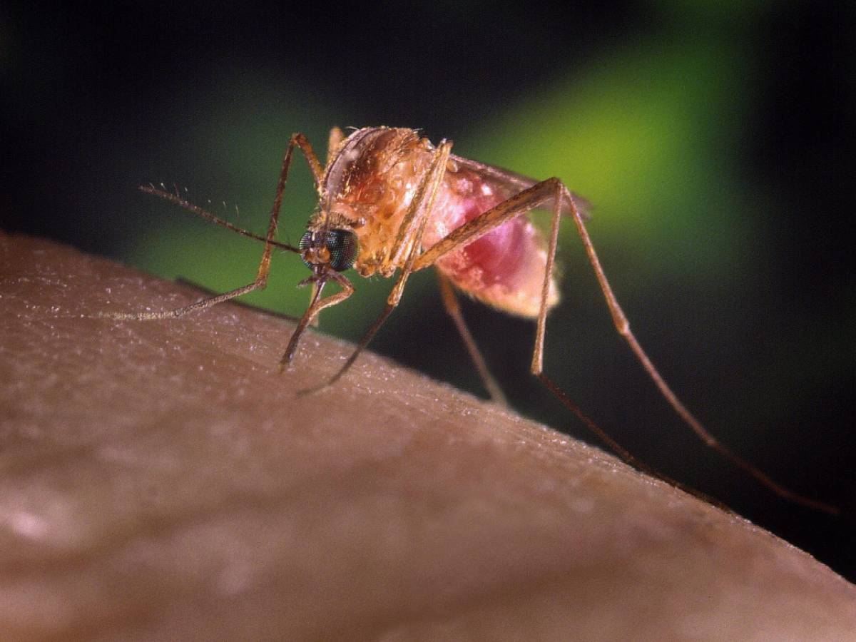 West Nile, morto anziano allo Spallanzani: è la seconda vittima nel Lazio