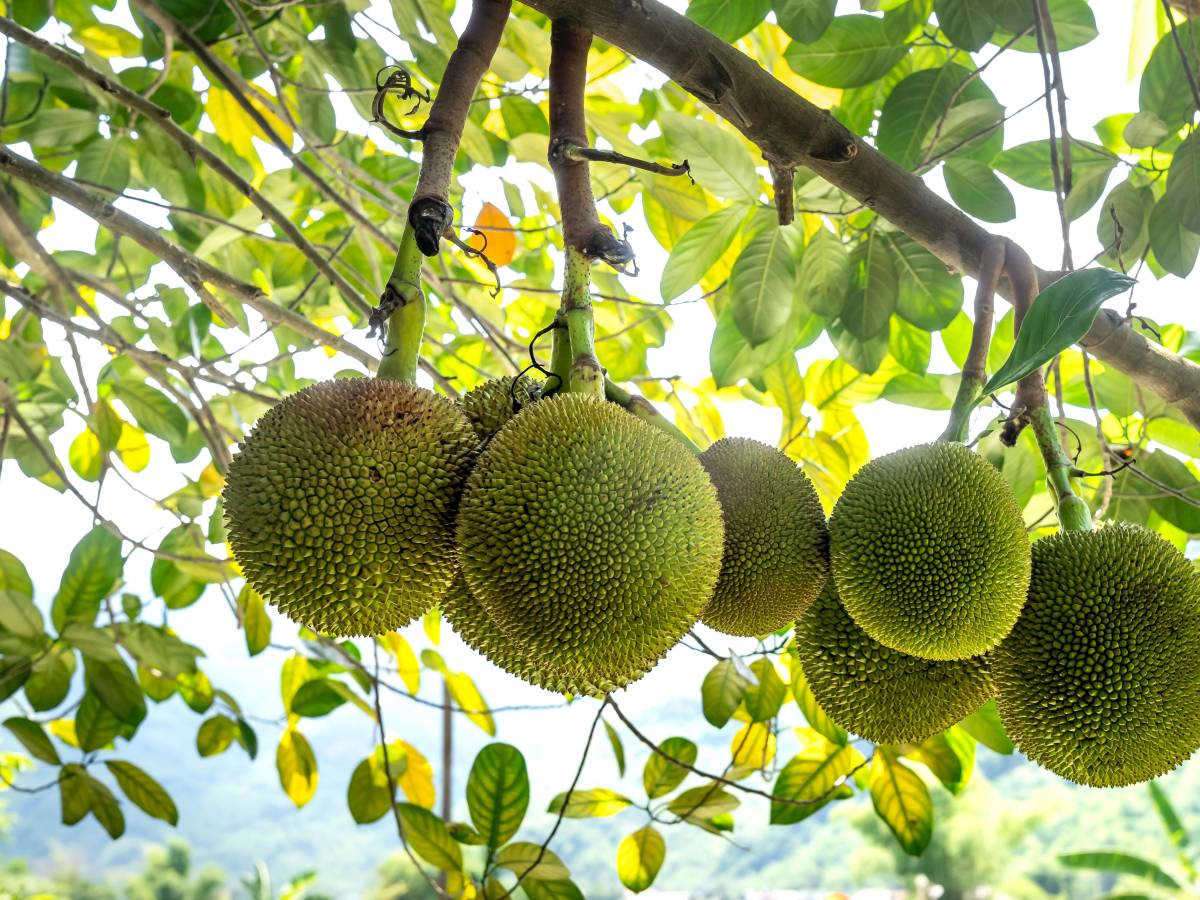 Albero del pane, tutti i segreti di questo superfood ilGiornale.it