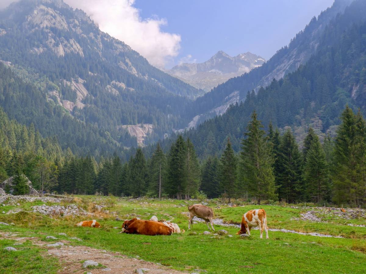 Over, passeggiare nei boschi in Lombardia, le mete più interessanti