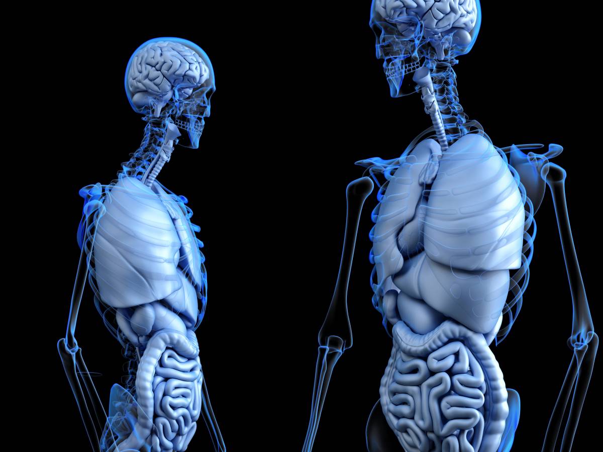 il google body della scienza ci mostra quanto siamo brutti dentro da Ilgiornale.it il google body della scienza ci mostra quanto siamo brutti dentro