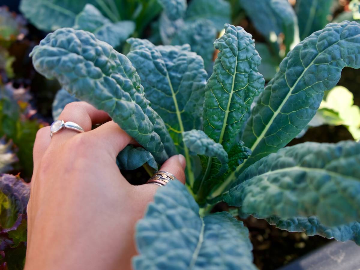 Cavolo nero, il superfood invernale il Giornale