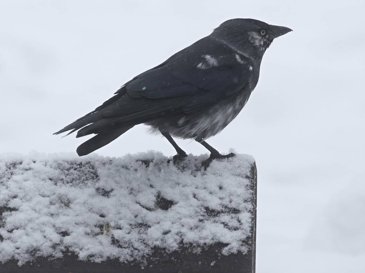 i giorni della merla al contrario cosa aspettarsi dal meteo da Ilgiornale.it i giorni della merla al contrario cosa aspettarsi dal meteo
