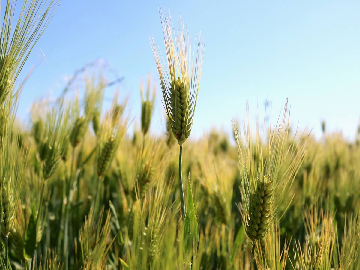 Giornate in Campo 2024: Scopri lo Stato di Salute dei Cereali Italiani - Un Viaggio tra i Campi!
