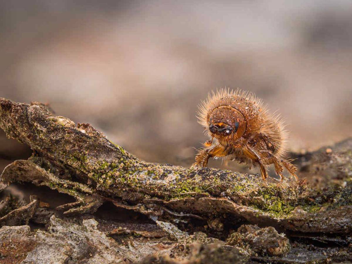 Quell’insetto killer che divora corteccia e tronco agli alberi sulle ...