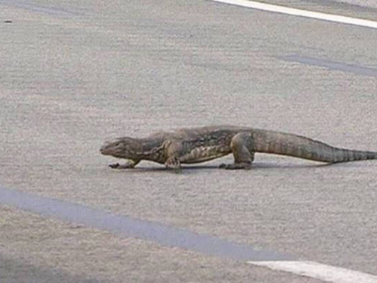 F1, a Singapore dominano i varani. Dopo l’invasione avanti le Ferrari ...