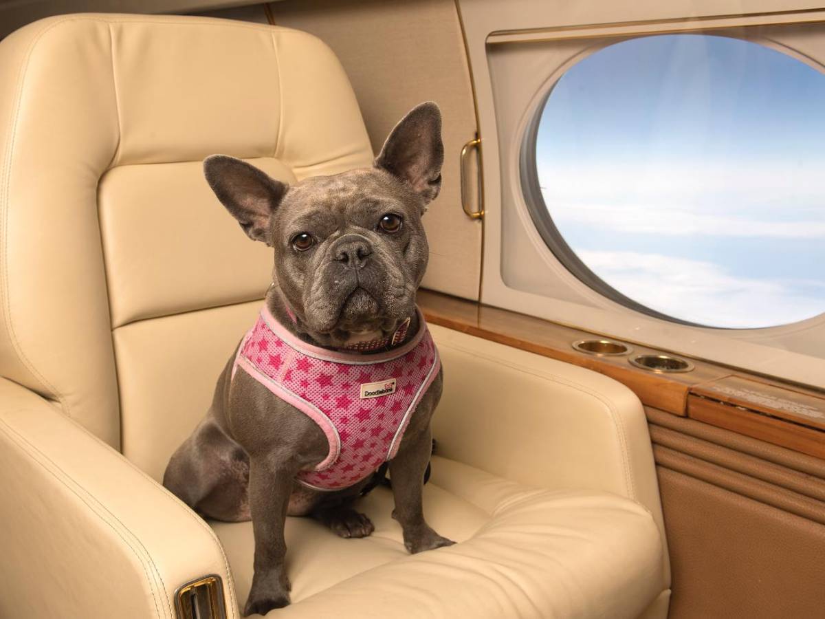 Flights, first class dog seat.  Environmentalists were outraged