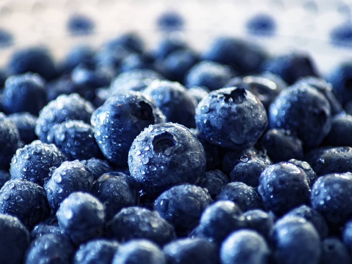 All the benefits of blueberries here's why we should introduce them into our diet Breaking