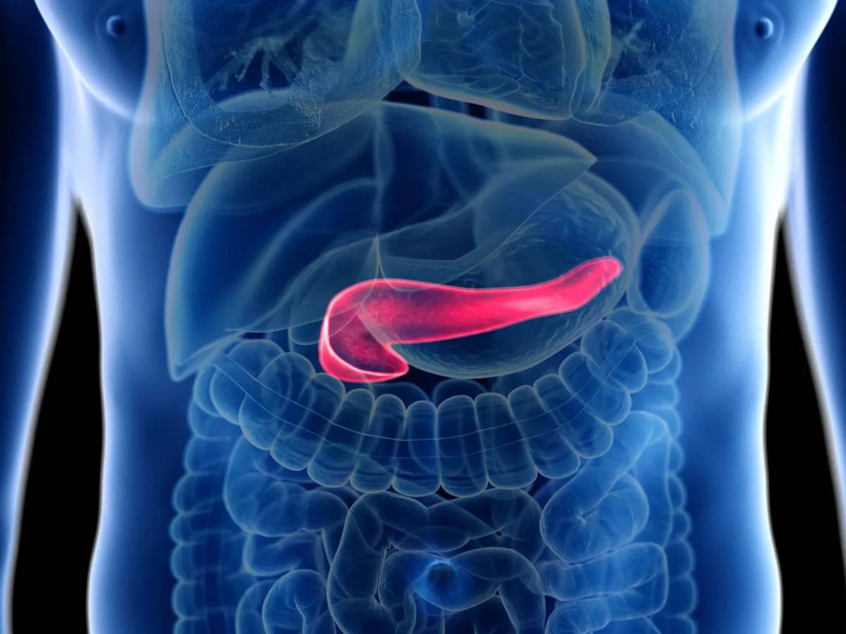 cancro al pancreas scompare nei topi la nuova speranza dalla spagna da Ilgiornale.it cancro al pancreas scompare nei topi la nuova speranza dalla spagna