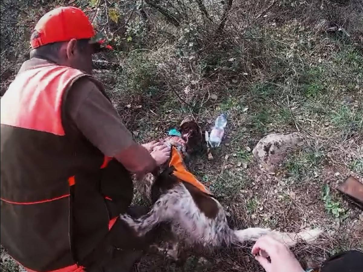 Il cane ha un infarto il suo padrone gli salva la vita con un