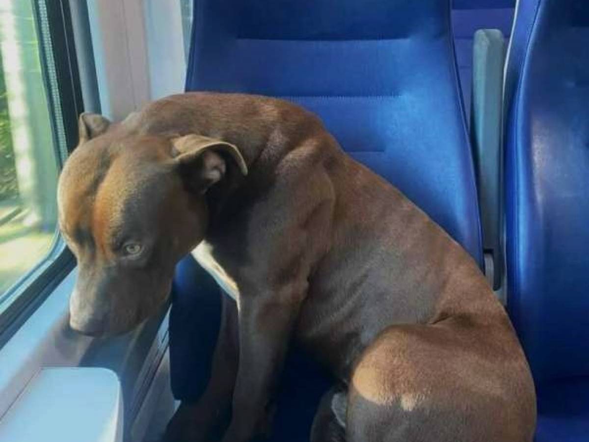 treno da sacile a venezia