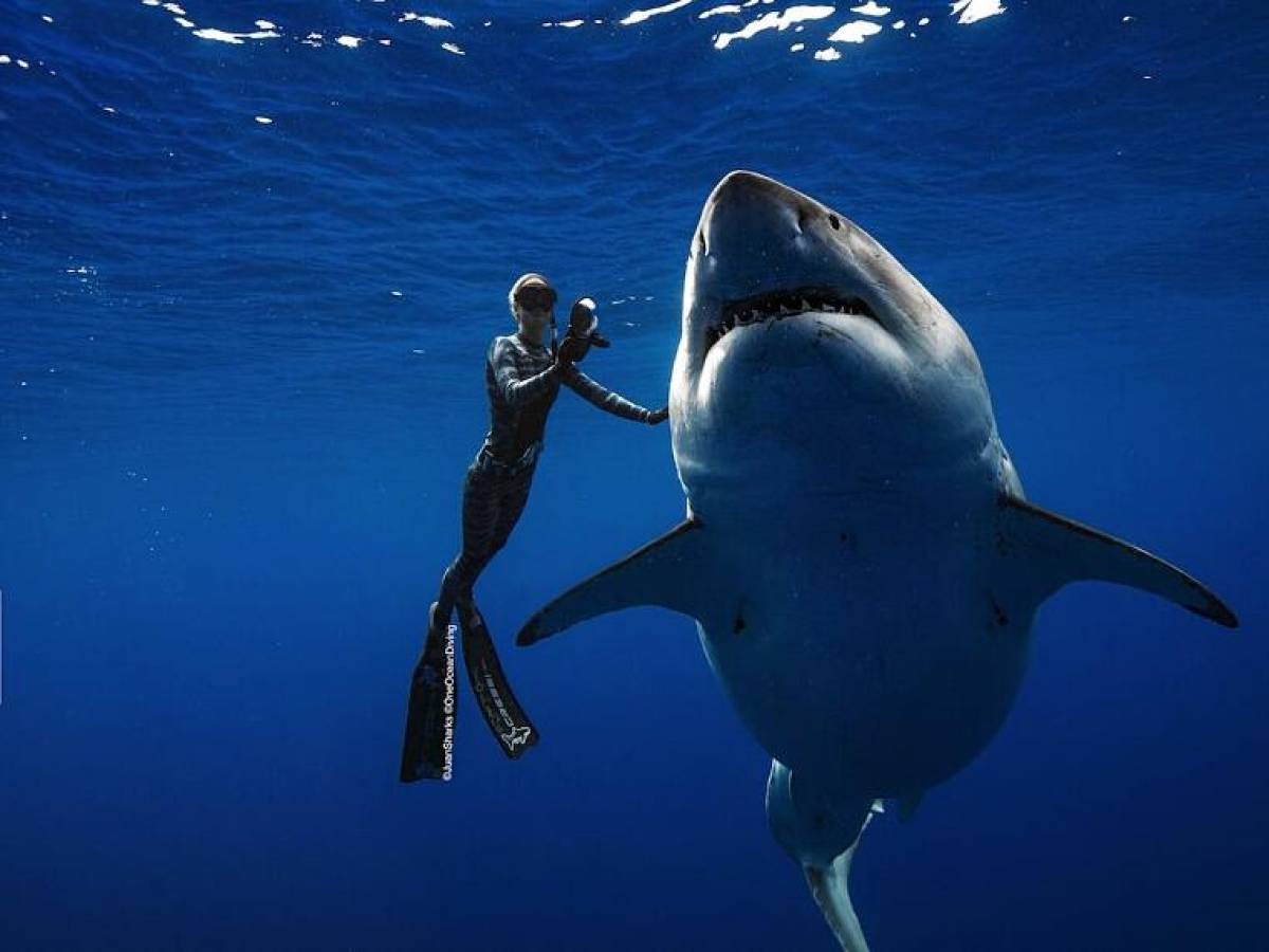 Ocean Ramsey, la sirena che incanta gli squali bianchi 
