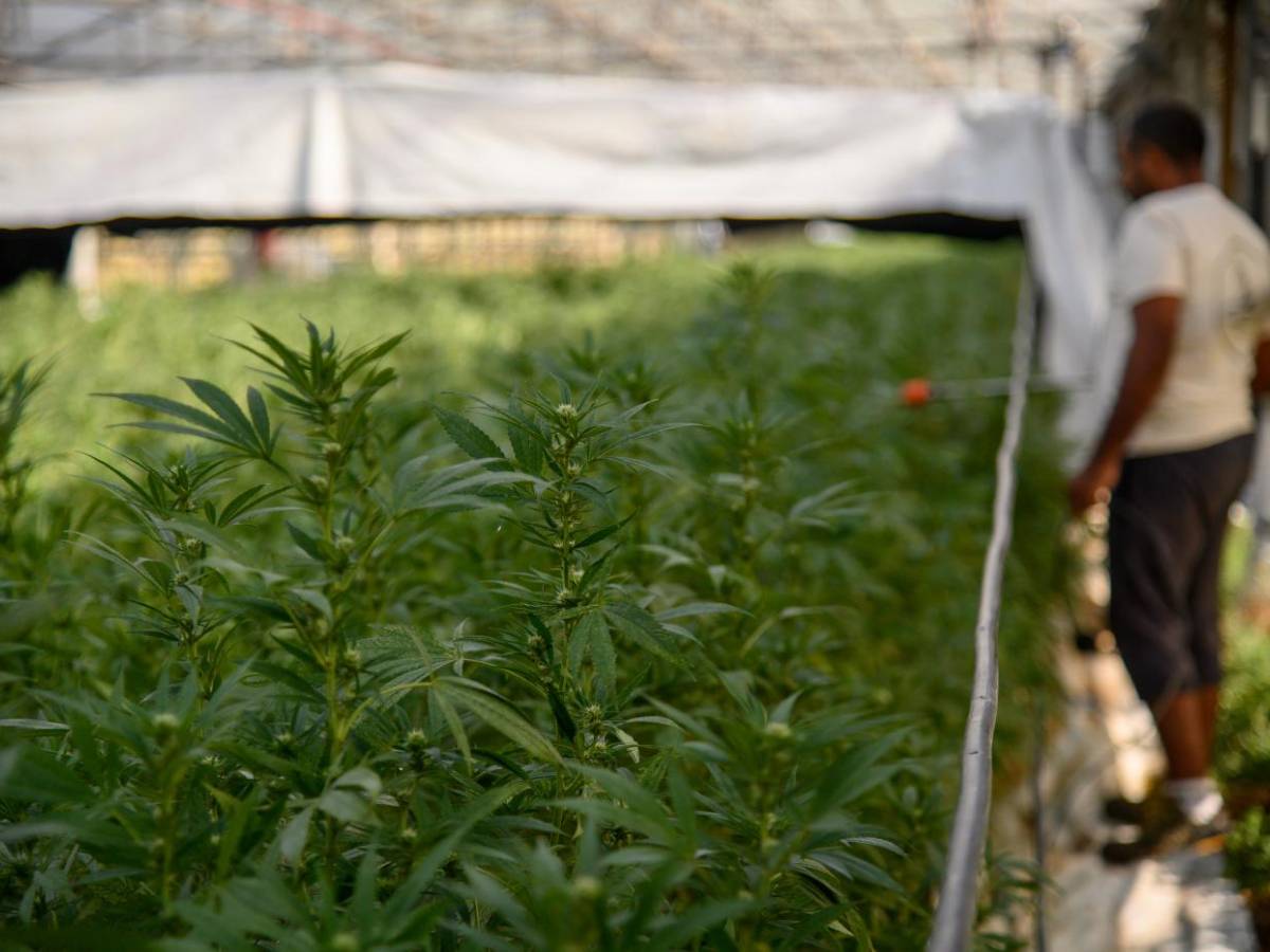 Milano, fuma marijuana light e si lancia dal balcone: morto ragazzo di 23 anni Milano, fuma marijuana light e si lancia dal balcone: morto ragazzo di 23 anni