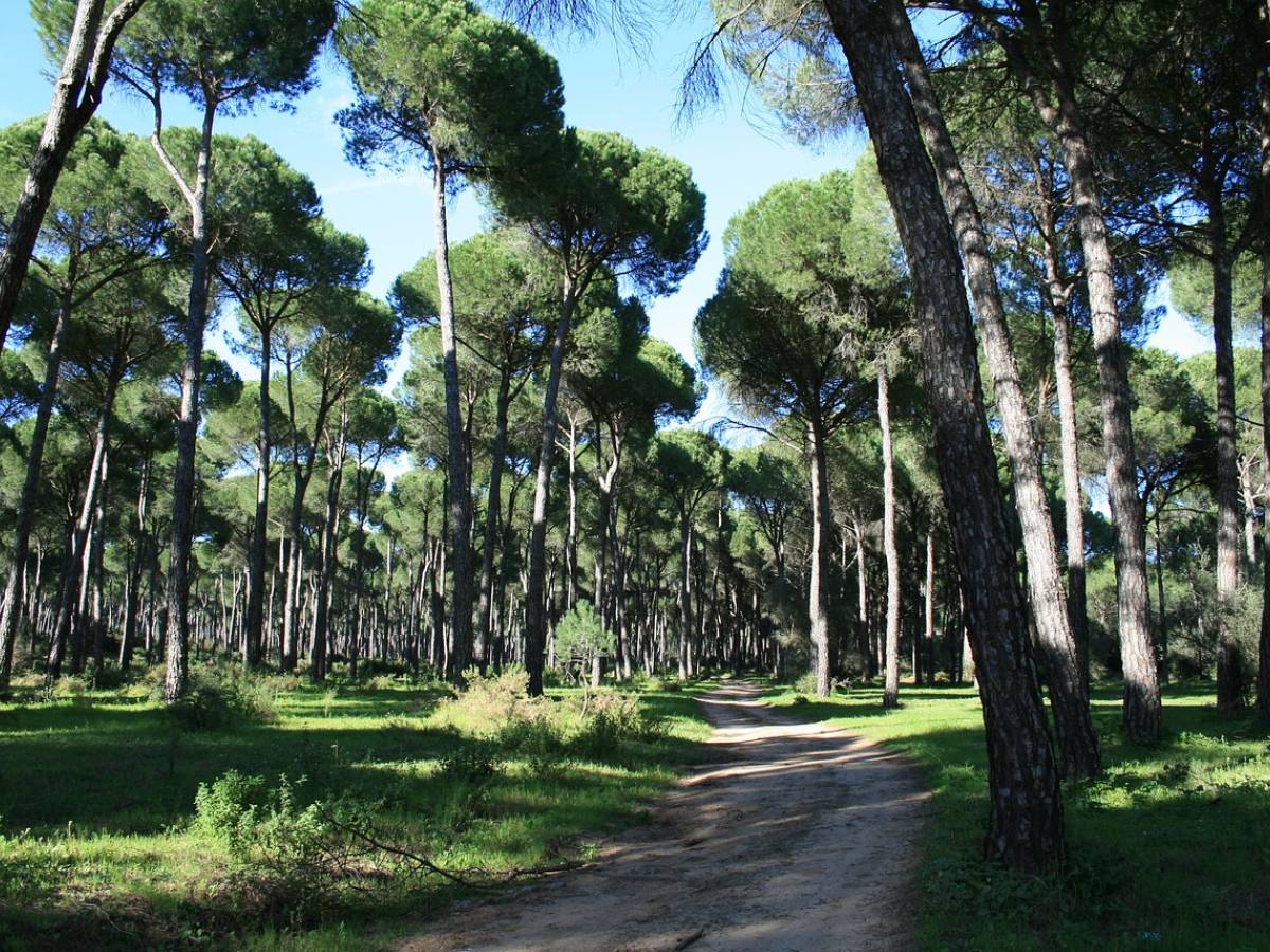 Ostia violenza 