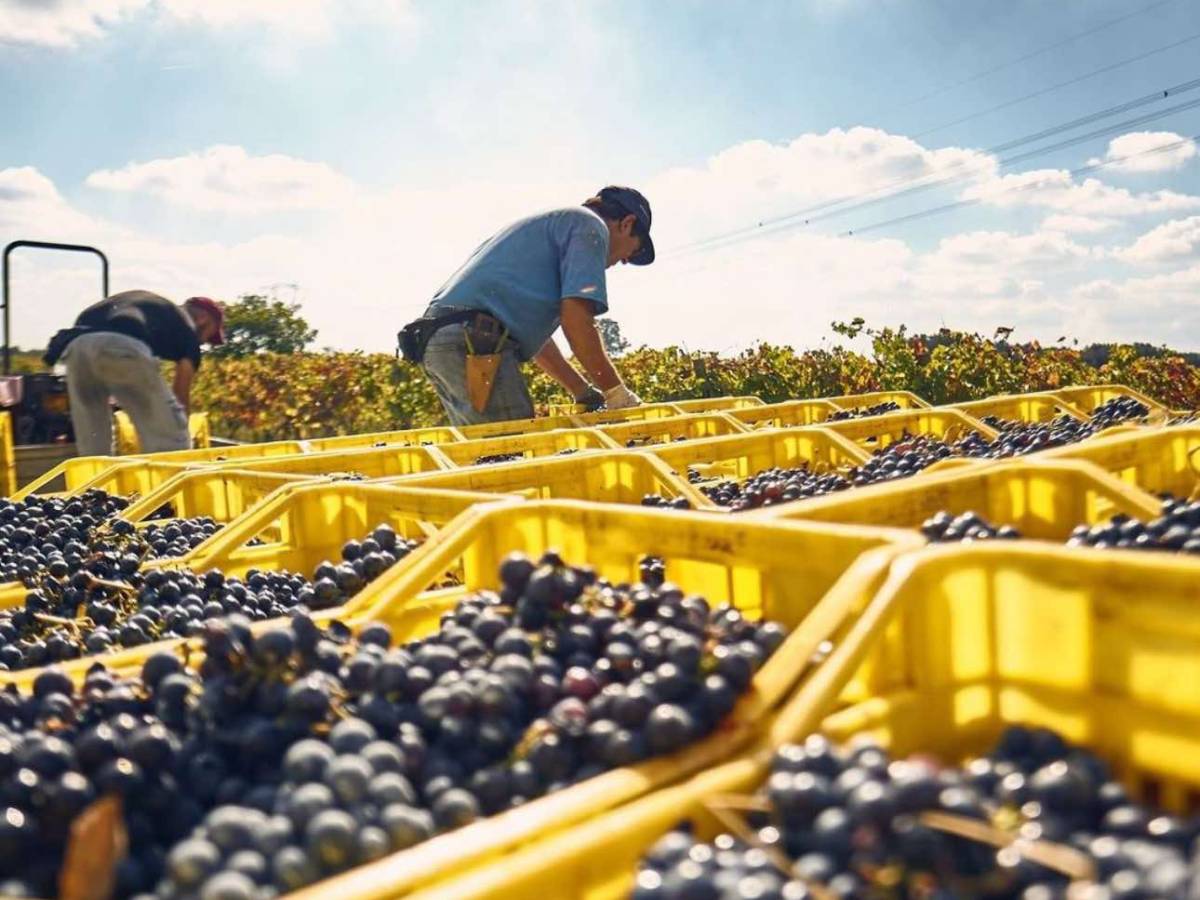 Amalberga, la riscoperta di Ostuni