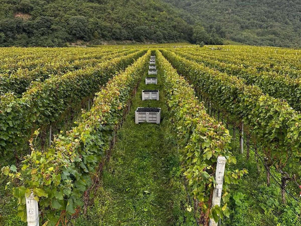 Hofstaetter, la vendemmia